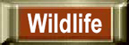 wildlife in the USA and Canada