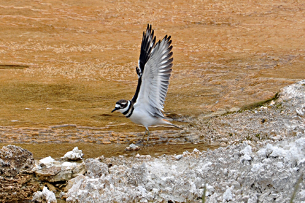 a pretty bird