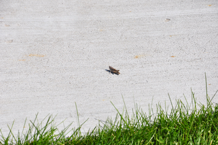 cricket