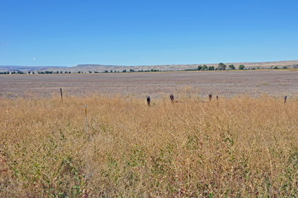 scenery while driving in Montana