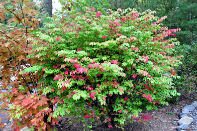 Fall Foliage