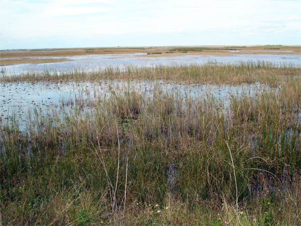 Everglades at Markham Park