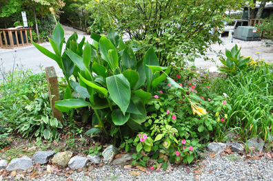 the flowers/plants beside the RV 