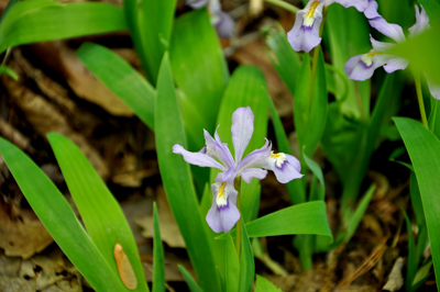 flowers on the trail