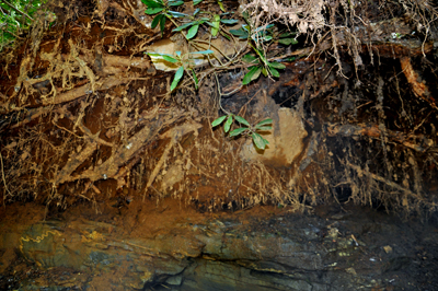 a close-up of the root system of the tree