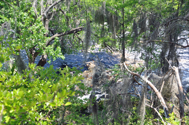 Looking through the trees at the Suwannee River