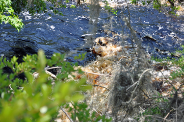 Looking through the trees at the Suwannee River