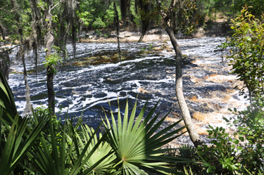 Looking through the trees at the Suwannee River
