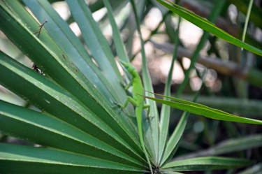 a very small lizard