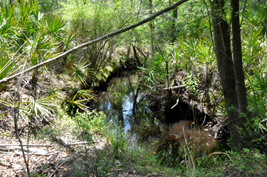 photo from the little bridge