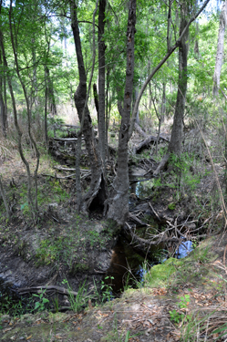 photo from the little bridge