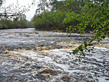 The Suwannee River