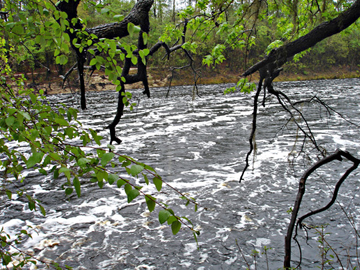 The Suwannee River