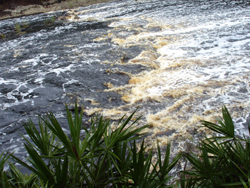 The Suwannee River