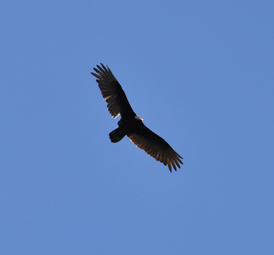  a hawk