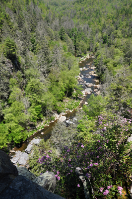 the river flowing through the woods.