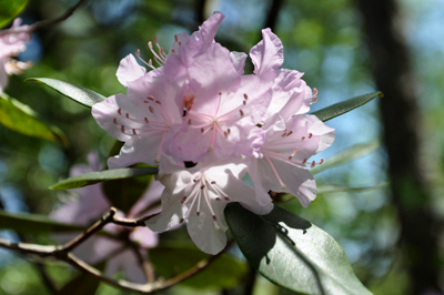 flowers on the trail