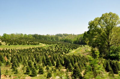 a Christmas tree farm
