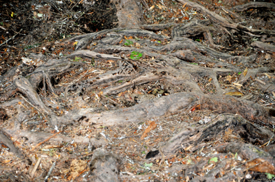 the roots of the tree