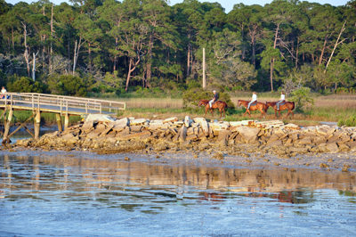 horses