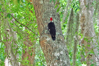 a red-headed woodpecker