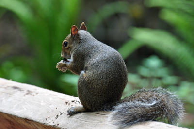 squirrell