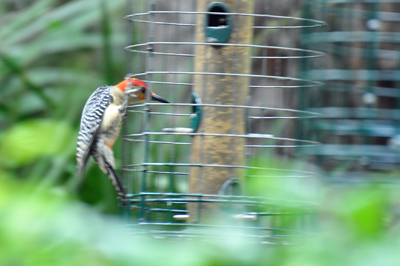 a humming bird