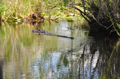 alligator at Okefenokee Swamp
