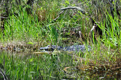 alligator at Okefenokee Swamp
