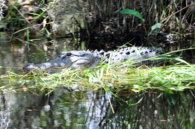 alligator at Okefenokee Swamp