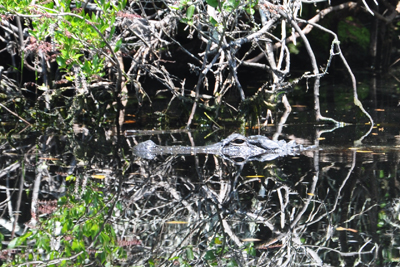 alligator at Okefenokee Swamp