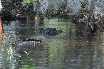 alligator at Okefenokee Swamp