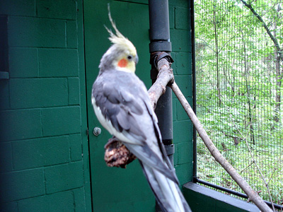 bird