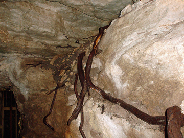 tree roogs