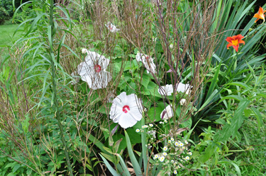 flowers