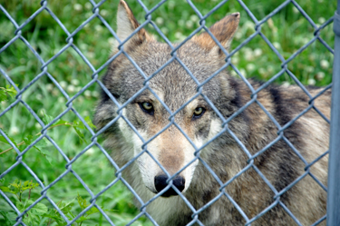 Wolfgang the wolf