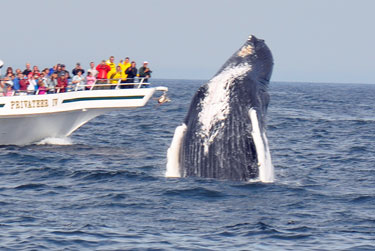 whale breach