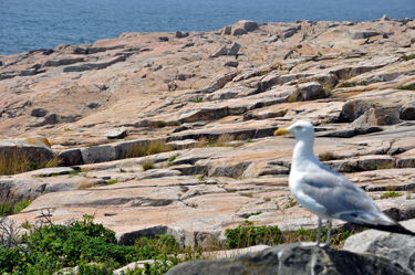 a seagull