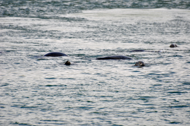 seals