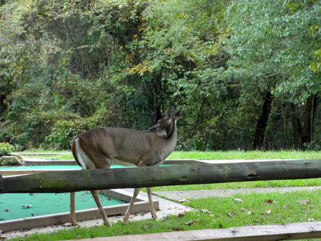 wild deer