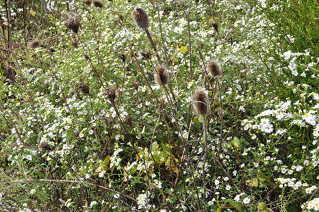 flowers in the Josephine Sculpture Park