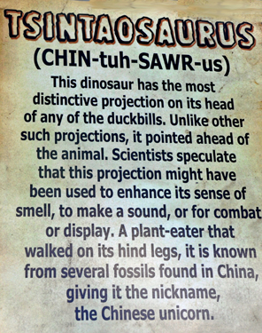 Tsintaosaurus at Dinosaur World