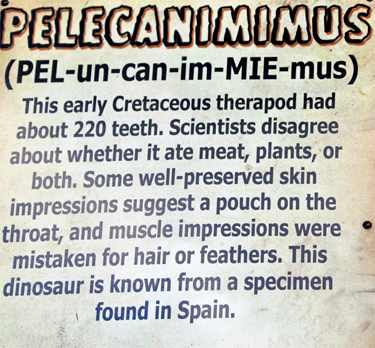 Pelecanimimus at Dinosaur World