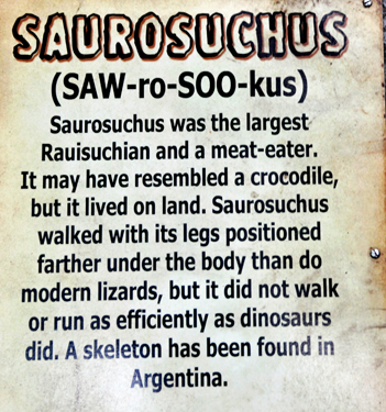 Saurosuchus at Dinosaur World