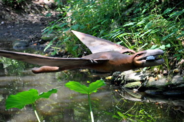 Pterodactylus at Dinosaur World