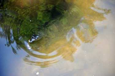 a turtle swimming under the bridge
