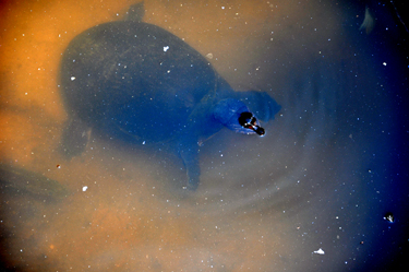 a turtle swimming under the bridge