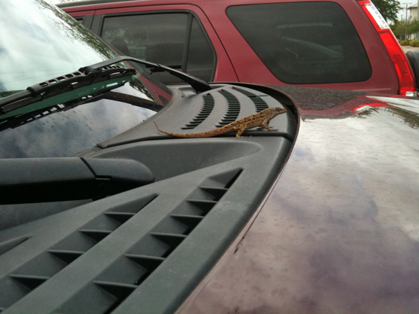 lizard on the hood of the two RV Gypsies truck