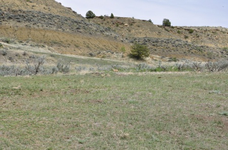 a deer in the distance on the hill