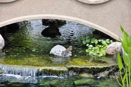 a pond, bridge, and a bird on the rock